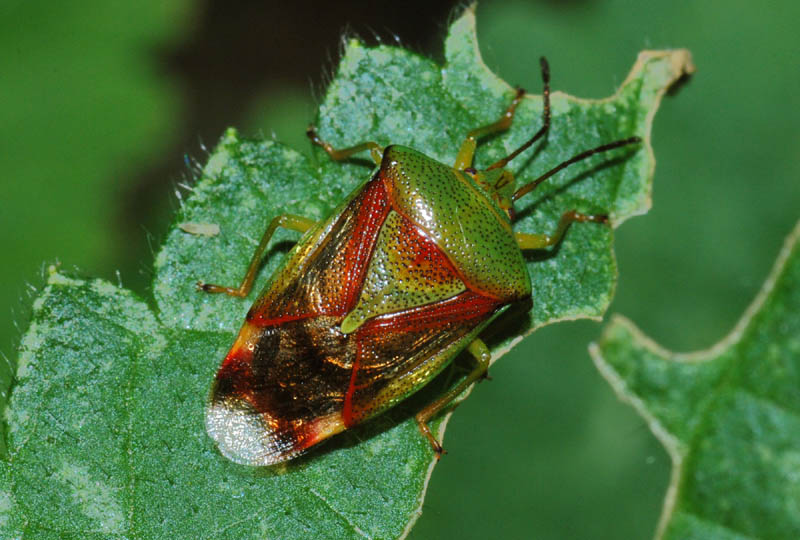 Acanthosomatidae: Elasmostethus e Acanthosoma dell''Emilia